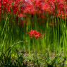 花の通り道を花が