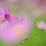花舞