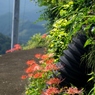 山里の小道