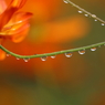秋桜
