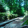 yakushima_5