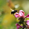 初秋の伊吹山－花に寄って来るミツバチ