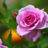 薔薇の園18　ギャラリー用