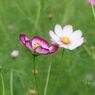 秋桜　キャンディストライプ　4