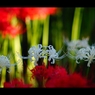 曼珠沙華4 