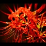 曼珠沙華5