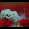 曼珠沙華6