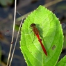 湿原の虫たち～アキアカネ？