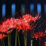 みちのく花魁2014
