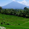 Mt. Batukaru (2,276m) beyond Rice Terrac