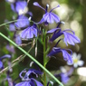 湿原の花たち～サワギキョウ