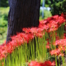 みちのく花魁2014-2