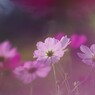 桃色の時の中で