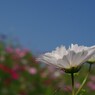 花畑から少し離れて