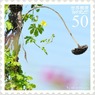 花切手＜2011-56＞＊ゴーヤの花