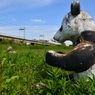 薄汚れたパンダが・・