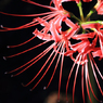 みちのく花魁2014-3