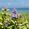 神津島　多幸湾の草花