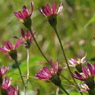 湿原の花たち～サワシロギク秋姿