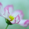 麗しき花姿　コスモス