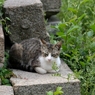 猫のいる風景　鞆の浦DSC_0117