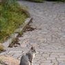猫のいる風景　鞆の浦DSC_9979
