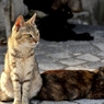 猫のいる風景　鞆の浦DSC_9988