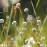 湿原の花たち～シラタマホシクサ朝陽受け