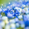 紫陽花