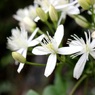 花2