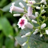 花3