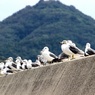 まったり