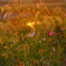 夕陽の宴