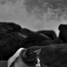 チビ猫と波しぶき