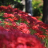 落葉のゆりかご - みちのく花魁2014-5