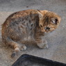 猫無題