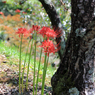 ひっそりと - みちのく花魁2014-7