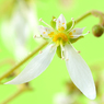 花写真＜2014-52＞＊ユキノシタの花