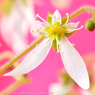 ＜花写真2014-53＞＊ユキノシタの花
