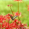 秋の花　～曼珠沙華とキアゲハ