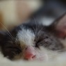 眠りねこ