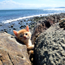 海辺のおちびさん