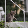 街ねこ