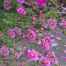 花散らし-1