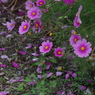 花散らし-2