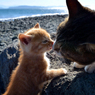 ママ＆ちびねこ