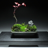 裏ワザ38　癒しの苔盆栽 里山の風景　ギャラリー完成