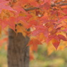 Xmas紅葉