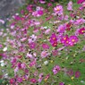 秋桜-2