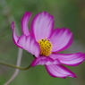 秋桜-4